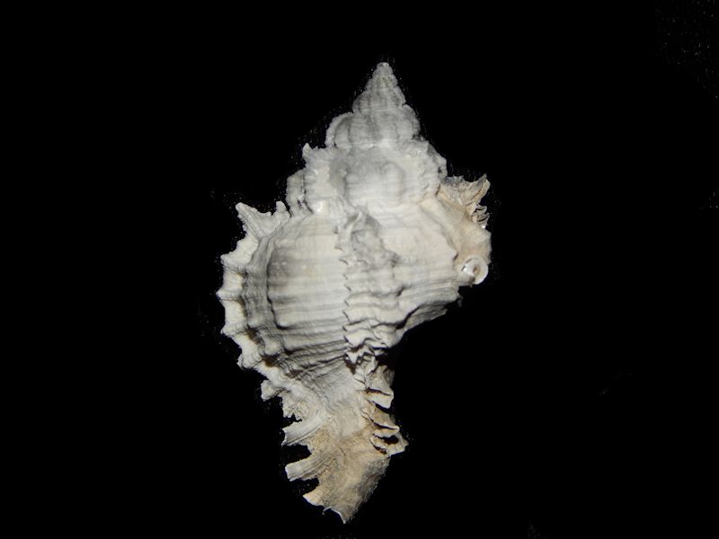 Phyllonotus globosus-SMR Juvenile-LOt#11066 Phyllonotus globosus-SMR Juvenile-LOt#11066