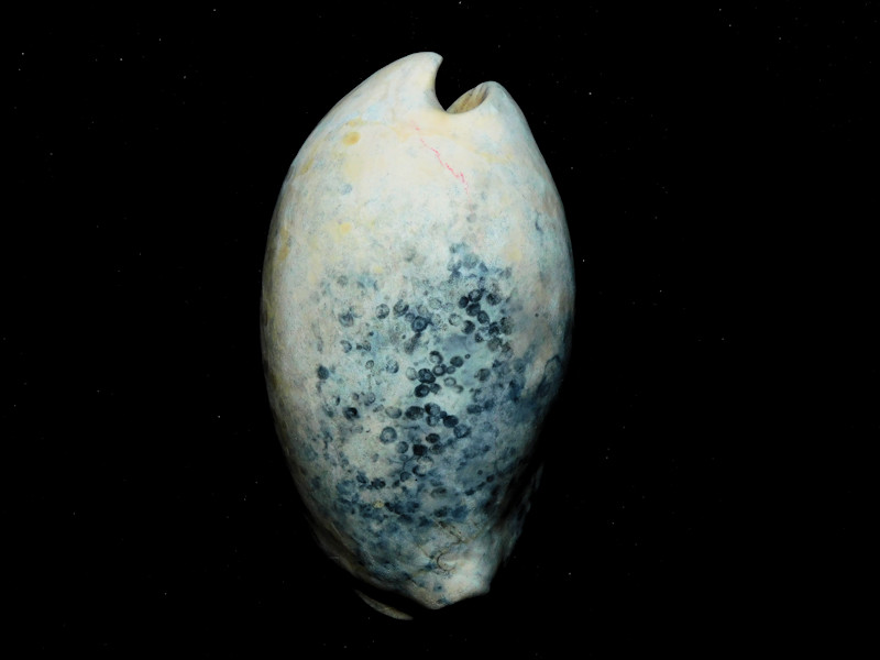 Akleistostoma williamdalli 2 3/4” or 68.56mm."Choice" #400119 Akleistostoma williamdalli 2 3/4” or 68.56mm."Choice" #400119