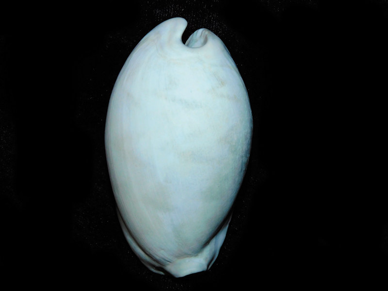 Pseudadusta (Bithloa) kalafuti 2 7/8” or 73.04mm'Tamiami"#500069 Pseudadusta (Bithloa) kalafuti 2 7/8” or 73.04mm'Tamiami"#500069