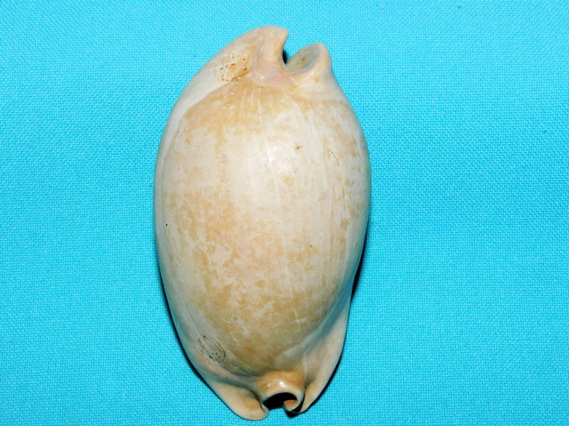 Akleistostoma floridana 3 ½” or 86.62mm. "Variant"#800147 Akleistostoma floridana 3 ½” or 86.62mm. "Variant"#800147