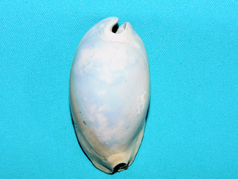 Pseudadusta (Bithloa)kalafuti 2 ¾” or 68.84mm. "Nice" #600099 Pseudadusta (Bithloa)kalafuti 2 ¾” or 68.84mm. "Nice" #600099