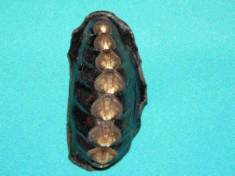 Katharina tunicata 3”-British Coluimbia-Large-Lot#12641 Katharina tunicata 3”-British Coluimbia-Large-Lot#12641