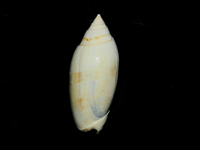 Americoliva keatoni 2”-Pinecrest Member-Museum Quality LOT#16785 Americoliva keatoni 2”-Pinecrest Member-Museum Quality LOT#16785