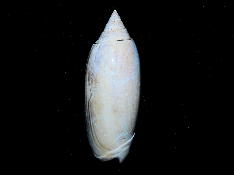 Americoliva keatoni 2 ¼” or 56.09mm."Buckingham"#17017 Americoliva keatoni 2 ¼” or 56.09mm."Buckingham"#17017