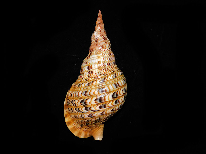 Charonia tritonis 13.75” or 349.61mm. "Superb Kenya" #700439 Charonia tritonis 13.75” or 349.61mm. "Superb Kenya" #700439