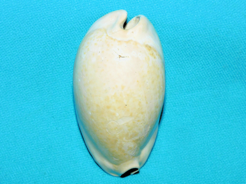 Pseudadusta ketteri 2 3/8” or 59.07mm. Ultra-Rare #600080 Pseudadusta ketteri 2 3/8” or 59.07mm. Ultra-Rare #600080