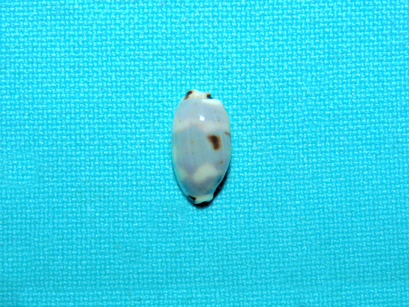 Bistolida kieneri kieneri 13.40mm.Tanzania#16950