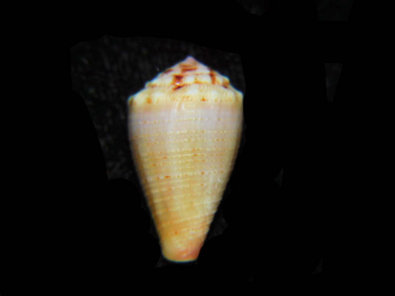 Purpuriconus kulkulcan 19.16mm. "Roatan Honduras" #17915 (image for) Purpuriconus kulkulcan 19.16mm. "Roatan Honduras" #17915
