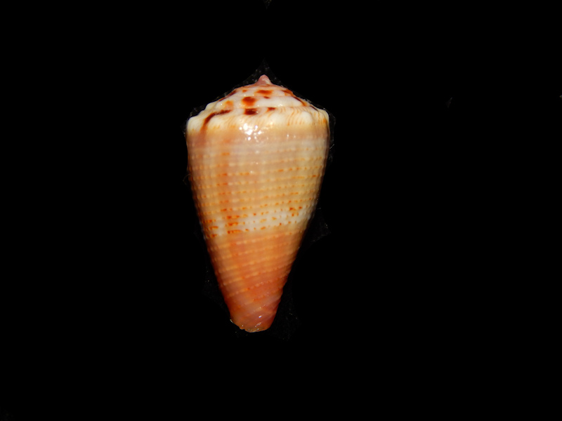 Purpuriconus kulkulcan 18.16mm-Roatan Island-Lot#15929 Purpuriconus kulkulcan 18.16mm-Roatan Island-Lot#15929