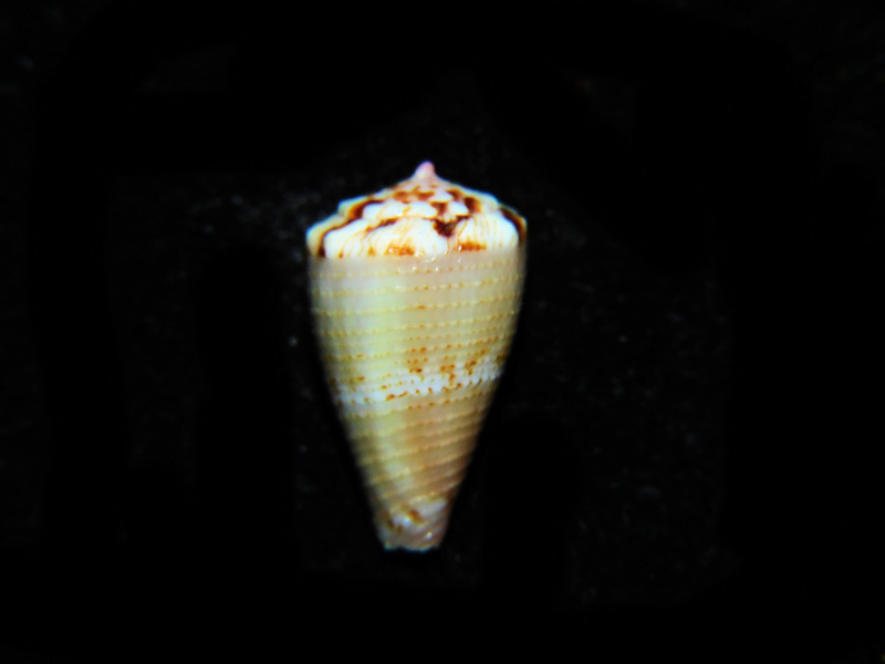 Purpuriconus kulkulcan 15.75mm. "Rare" #17478