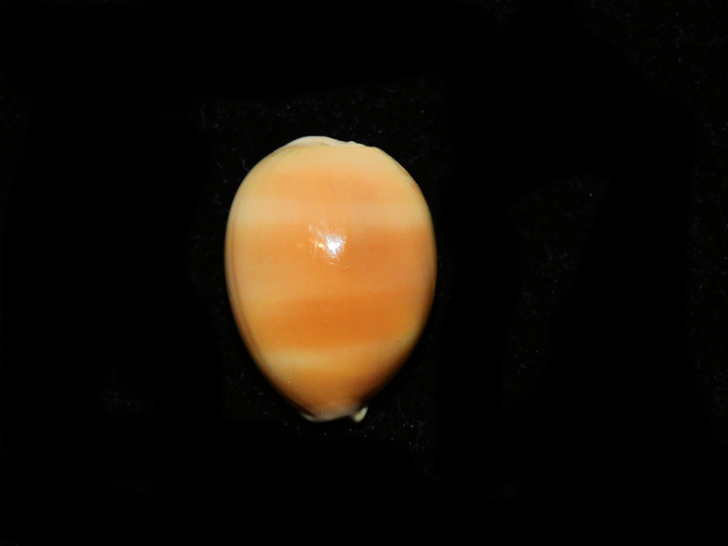 Lyncina kuroharai 1 3/8” or 31.40mm. "Rare Sub-Adult" #700440 - Click Image to Close