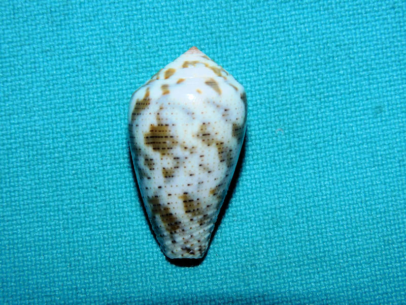 Pioconus achatinus 1” or 26.44mm. Kwajalein Atoll Lot#16846 Pioconus achatinus 1” or 26.44mm. Kwajalein Atoll Lot#16846