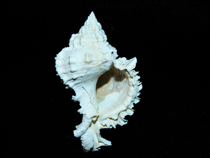 Phyllonotus labellensis 2 ½” or 60.79mm. "Superb"#700939