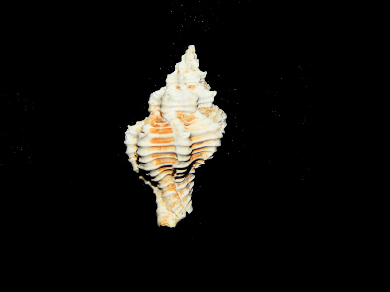 Calotrophon laccopoia 21.77mm-Miocene Chipola Lot#16248