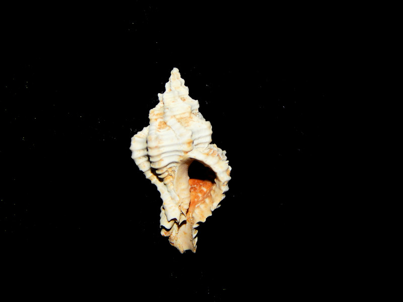 Calotrophon laccopoia 21.77mm-Miocene Chipola Lot#16248