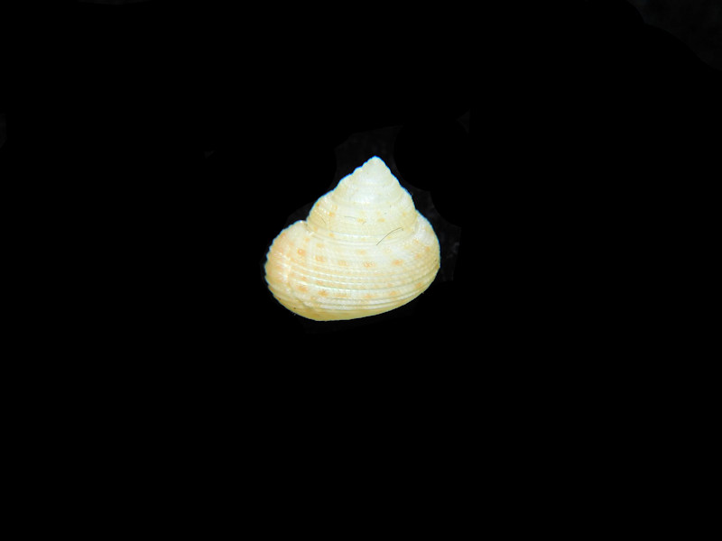 Solariella lacunella 8.37mm."Deep Water"#17724
