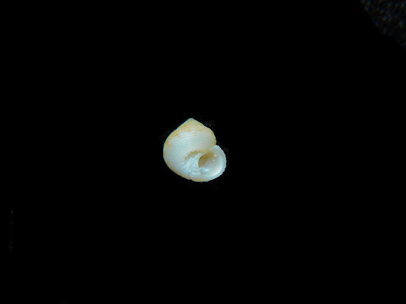 Solariella lacunella 8.37mm."Deep Water"#17724 - Click Image to Close