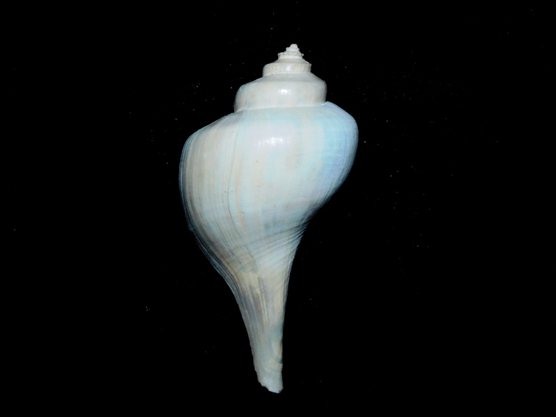 Laevisycon planulatum 2 ¾” or 67.50mm."Rare"#500021 Laevisycon planulatum 2 ¾” or 67.50mm."Rare"#500021