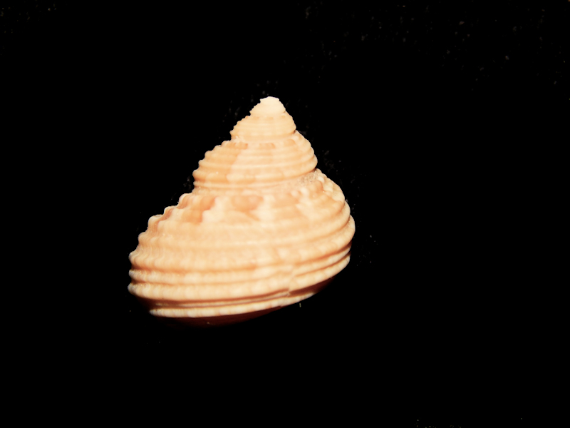 Taeniaturbo dominicensis f. laloi 16.69mm-Rare