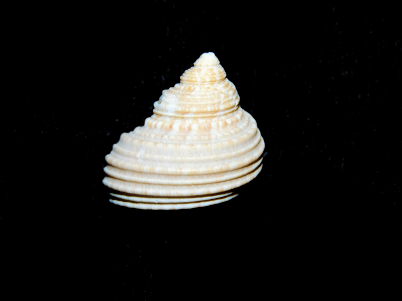 Taeniaturbo dominicensis f. laloi 24.56mm. Lot#16791 Taeniaturbo dominicensis f. laloi 24.56mm. Lot#16791