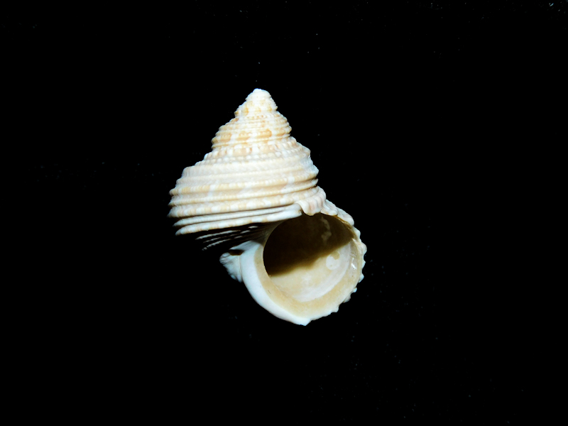 Taeniaturbo dominicensis f. laloi 24.56mm. Lot#16791 - Click Image to Close