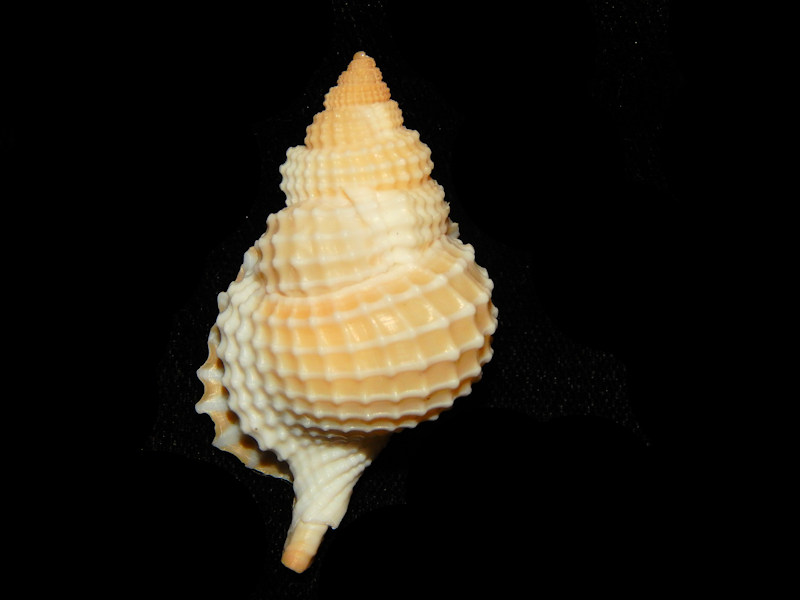 Distorsio clathrata 1 7/8” w/o-Dry Tortugas, FL -Lot#14366 Distorsio clathrata 1 7/8” w/o-Dry Tortugas, FL -Lot#14366