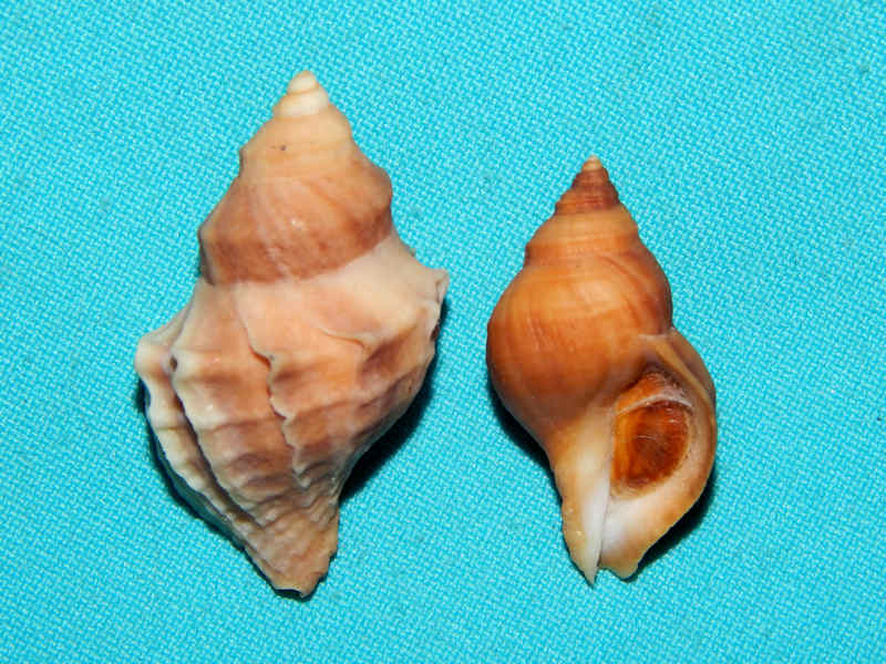 Nucella lamellosa 1 7/8” & 1 1/2"British Columbia-Lot#16358 Nucella lamellosa 1 7/8” & 1 1/2"British Columbia-Lot#16358