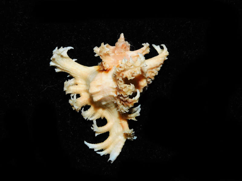 Chicoreus ramosus 1 ¾” or 43.86mm. w/o "Orangey" #700642 Chicoreus ramosus 1 ¾” or 43.86mm. w/o "Orangey" #700642