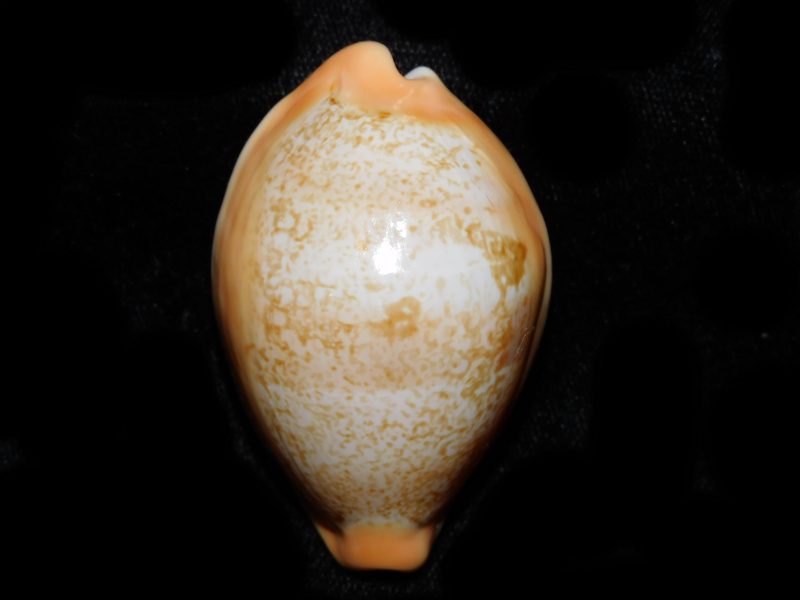 Austrasiatica langfordi 2 ¼” or 55.29mm."Gorgeous Taiwan"#700091 Austrasiatica langfordi 2 ¼” or 55.29mm."Gorgeous Taiwan"#700091
