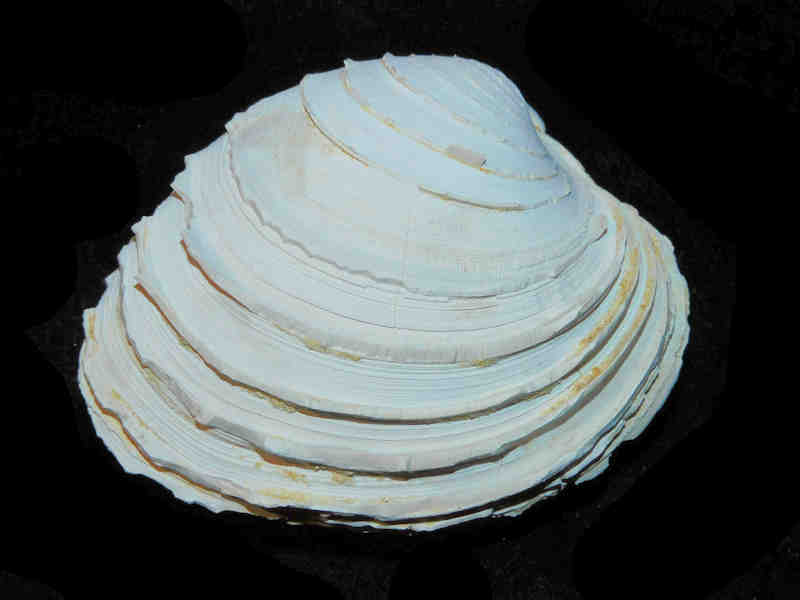 Mercenaria langdoni 2 7/8” or 73.30mm."Chipola Ten Mile Creek Miocene"Lot#17878 (image for) Mercenaria langdoni 2 7/8” or 73.30mm."Chipola Ten Mile Creek Miocene"Lot#17878