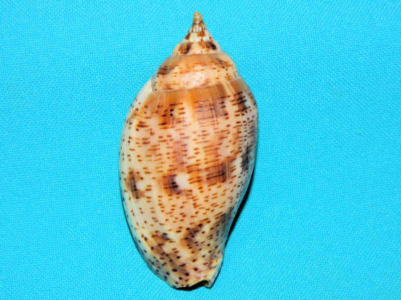 Harpulina lapponica 2 ¾” or 68,41mm. "Lovely" #700882