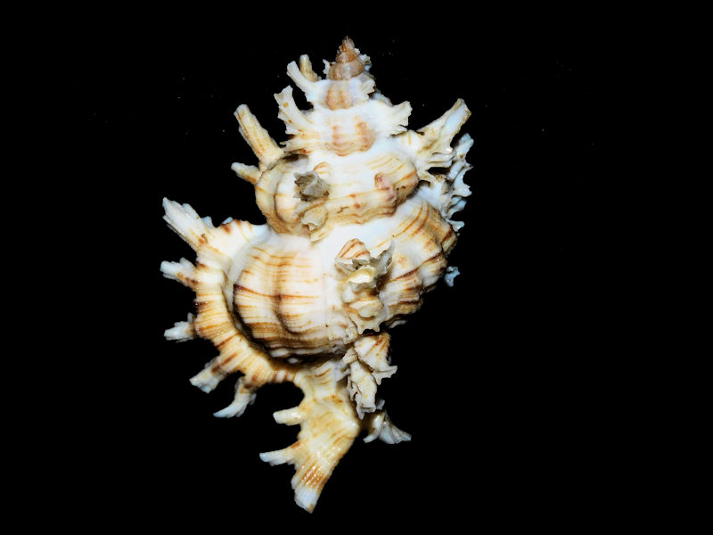 Chicoreus cnissodus 3 ½” or 85.32mm. w/o "Gorgeous" #700282 Chicoreus cnissodus 3 ½” or 85.32mm. w/o "Gorgeous" #700282