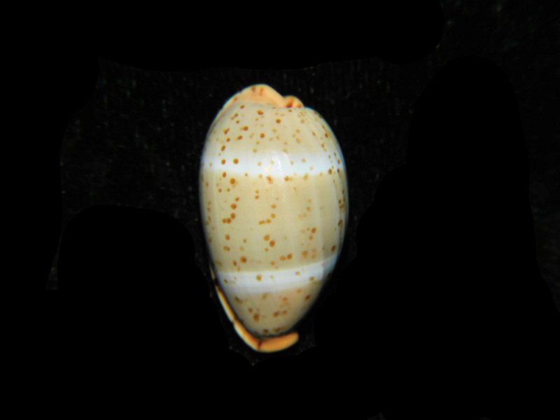 Palmadusta lutea 24.29mm "Giant Specimen" LOT#901314JB (image for) Palmadusta lutea 24.29mm "Giant Specimen" LOT#901314JB