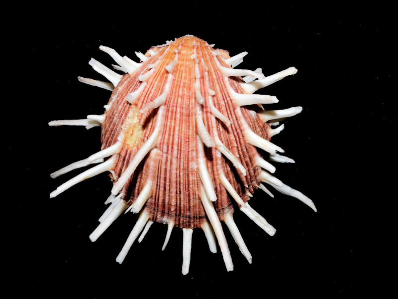 Spondylus regius 5” or 126.17mm."Choice"#700043 Spondylus regius 5” or 126.17mm."Choice"#700043