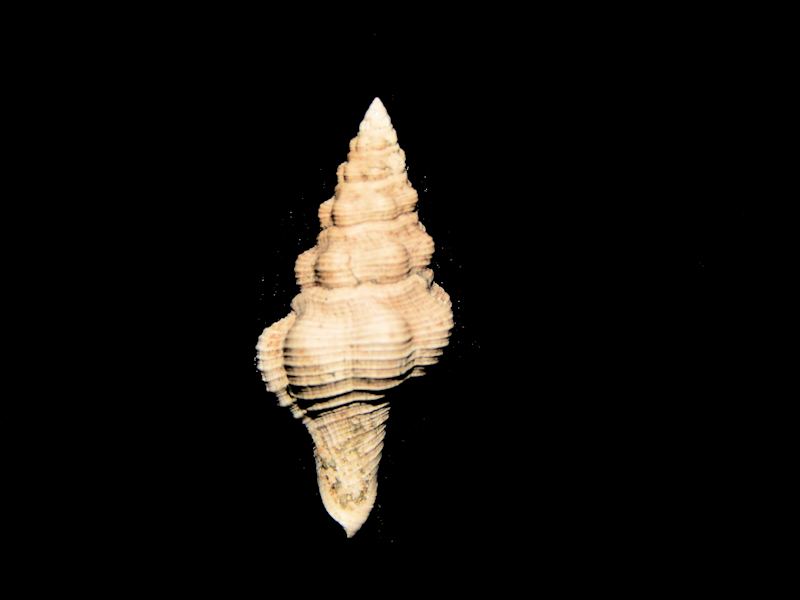 Latirus moorei 21.33mm.Stone City Formation #16953 Latirus moorei 21.33mm.Stone City Formation #16953
