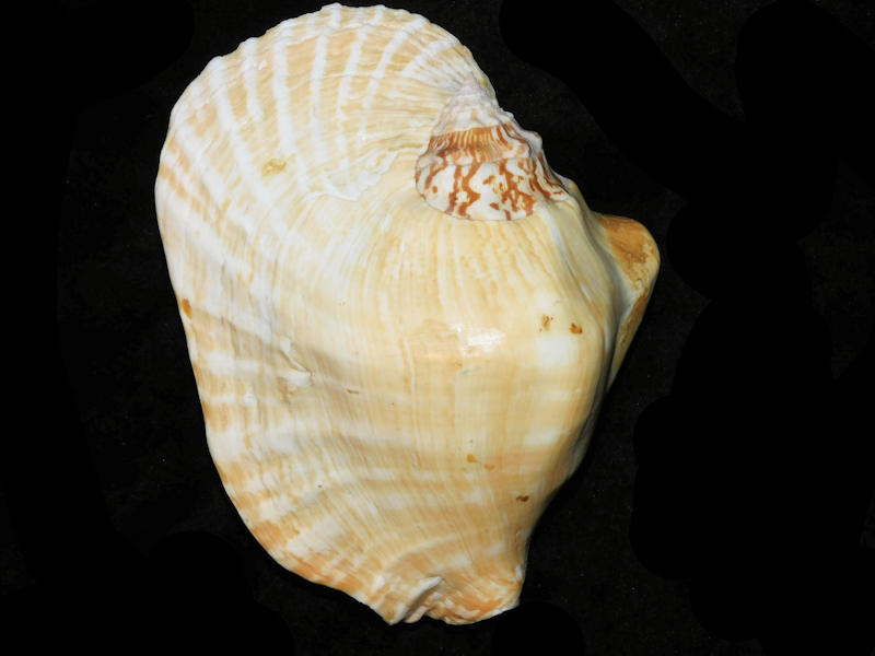 Strombus latissimus 6 ¾” or 169.57mm."Very Large" LOT#901298JB (image for) Strombus latissimus 6 ¾” or 169.57mm."Very Large" LOT#901298JB