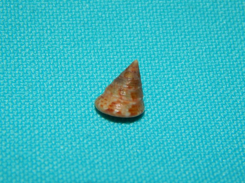 Calliostoma laugieri f. spongiarum- Portugal-Lot # 10141