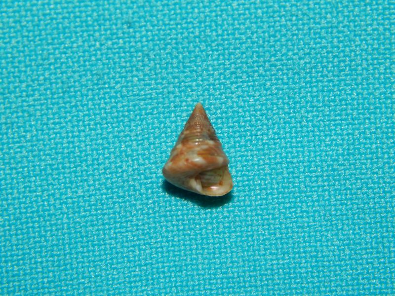 Calliostoma laugieri f. spongiarum- Portugal-Lot # 10141 - Click Image to Close