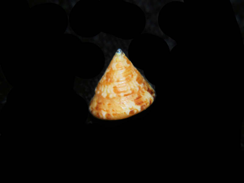 Calliostoma laugieri 10.61mm. "Lovely Spanish Calliostoma"Lot#17919 (image for) Calliostoma laugieri 10.61mm. "Lovely Spanish Calliostoma"Lot#17919