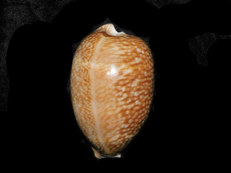 Macrocypraea cervus 4 ½” or 111.58mm."Masthead Ledge" LOT#904005DG (image for) Macrocypraea cervus 4 ½” or 111.58mm."Masthead Ledge" LOT#904005DG
