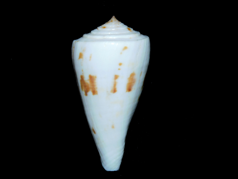 Kioconus lenavati 2 3/8” or 57.41mm."Choice" #700163 Kioconus lenavati 2 3/8” or 57.41mm."Choice" #700163