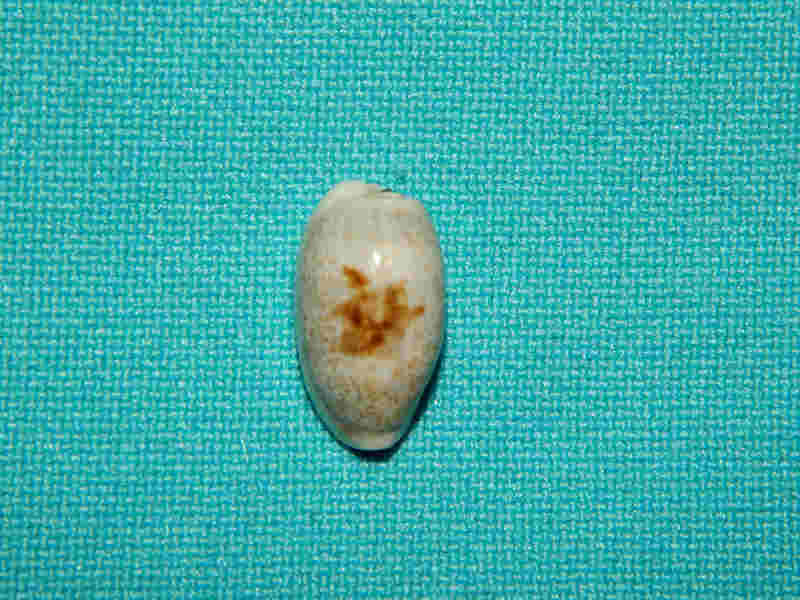 Erronea cylindrica lenella 15.84mm.-Queensland -Lot#12309 Erronea cylindrica lenella 15.84mm.-Queensland -Lot#12309