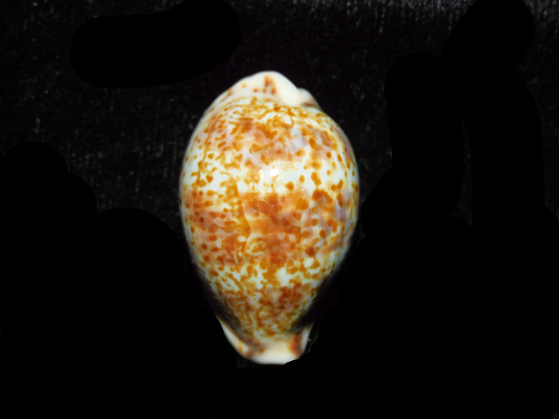 Palmadusta lentiginosa 1 ¼” or 30.79mm "Bombay" LOT#901319JB (image for) Palmadusta lentiginosa 1 ¼” or 30.79mm "Bombay" LOT#901319JB