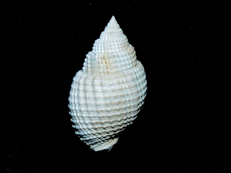 Cancellaria leonensis 2 1/8” or 53.45mm."Buckingham #500016 Cancellaria leonensis 2 1/8” or 53.45mm."Buckingham #500016