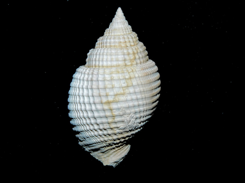 Cancellaria leonensis 2 1/8” or 52.23mm."Rare"#17111 Cancellaria leonensis 2 1/8” or 52.23mm."Rare"#17111