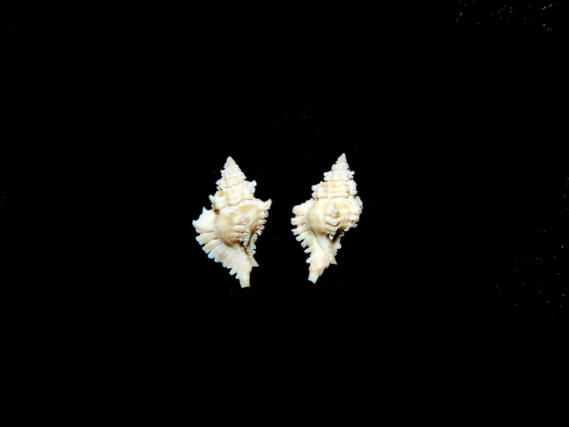 Favartia levicula (2) 11.27mm & 11.46mm. #16943 Favartia levicula (2) 11.27mm & 11.46mm. #16943