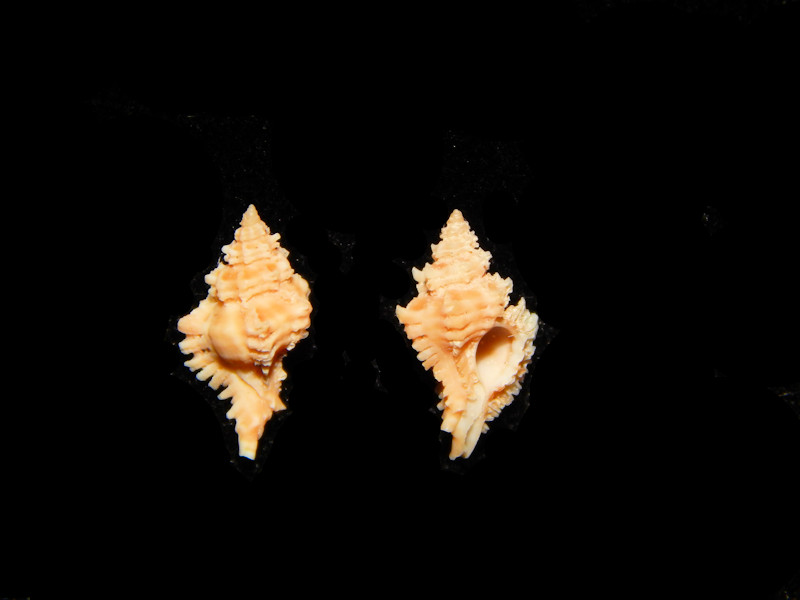 Favartia (Favartia) levicula (2)-Rare Deep Water-Lot#13089 Favartia (Favartia) levicula (2)-Rare Deep Water-Lot#13089