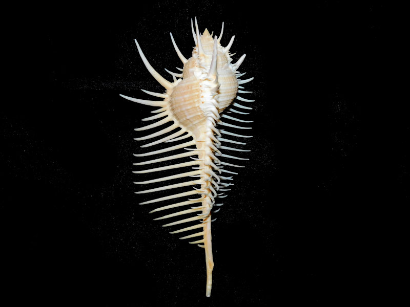 Murex pecten 5 ½” or 136.61mm."Magnificent" #700471