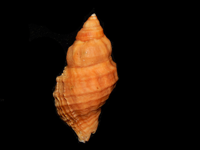 Nucella lamellosa 2 ½” or 60.61mm w/o-British Columbia-Lot#14343 Nucella lamellosa 2 ½” or 60.61mm w/o-British Columbia-Lot#14343