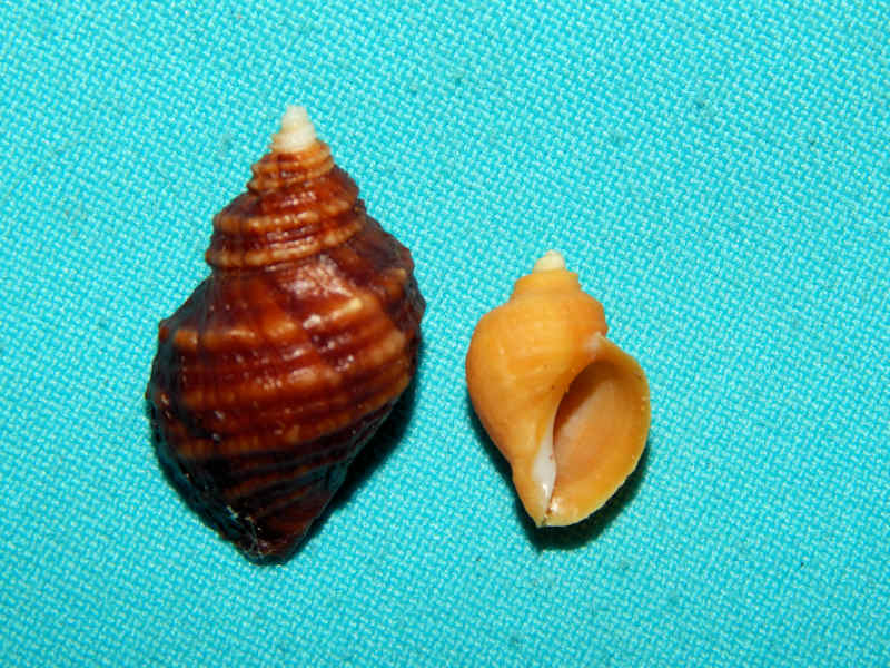 Nucella lima (2) 1 1/8” or 29.10mm. w/o & 17.73mm.-Lot#16359 Nucella lima (2) 1 1/8” or 29.10mm. w/o & 17.73mm.-Lot#16359